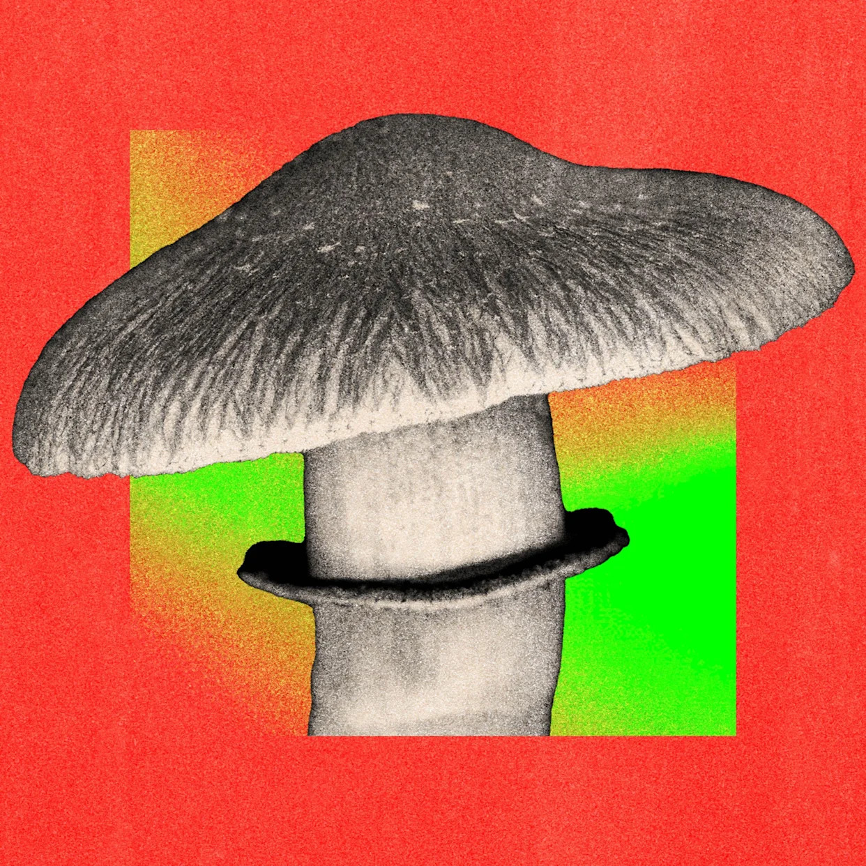 The debate about whether the NHS should use magic mushrooms to treat depression
